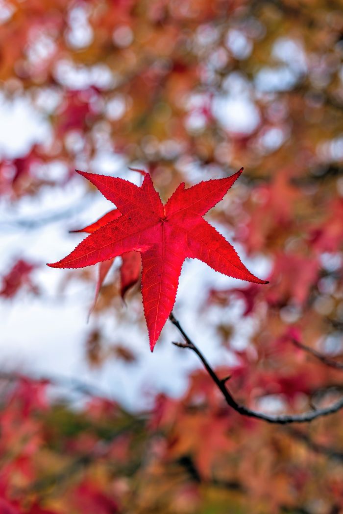 秋の紅葉の枝