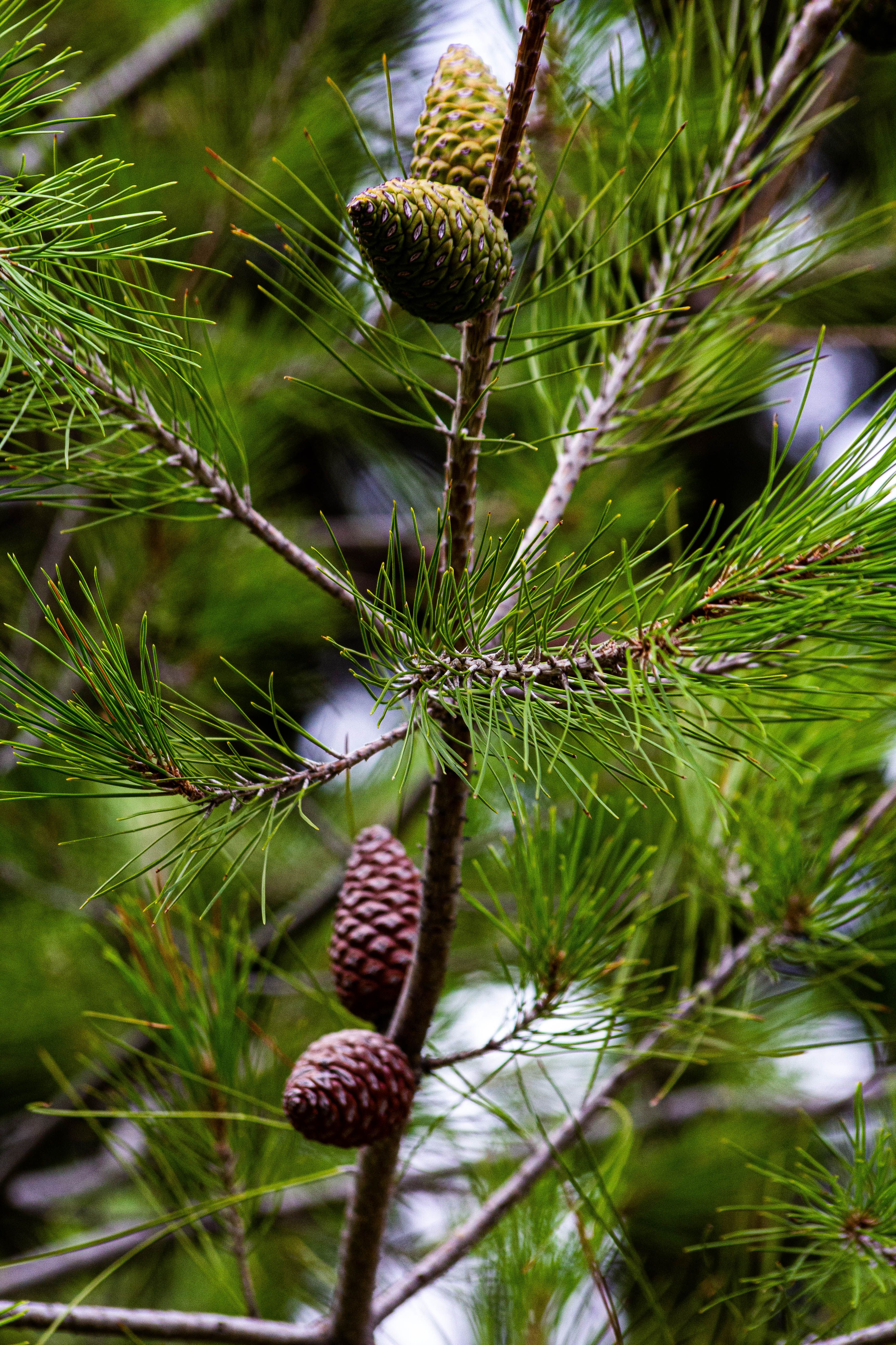 Close-up of Pine Cones on a Pine Tree Branch · Free Stock Photo