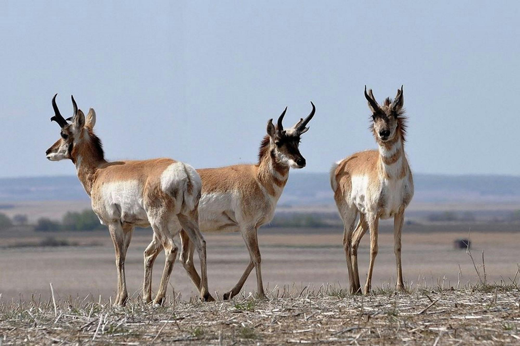 Free stock photo of antelope, grazing, pronghorn