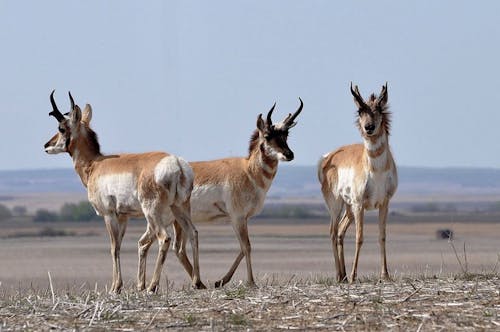 Free stock photo of antelope, grazing, pronghorn Stock Photo