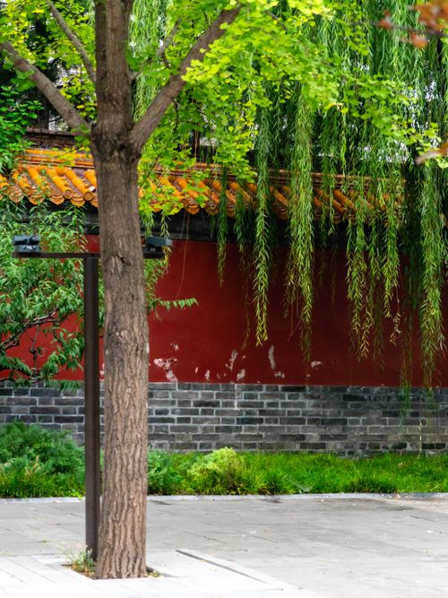 Free A peaceful courtyard with trees and a traditional red brick wall with greenery. Stock Photo