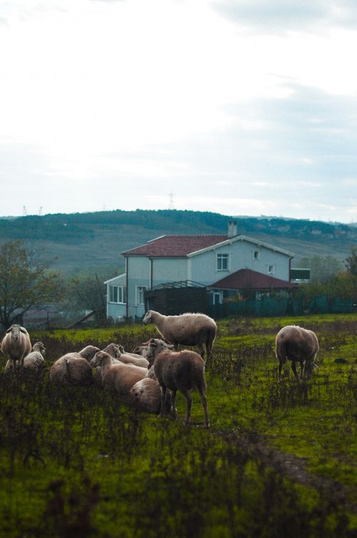 Free A serene landscape with sheep grazing in a field near a rural house. Stock Photo