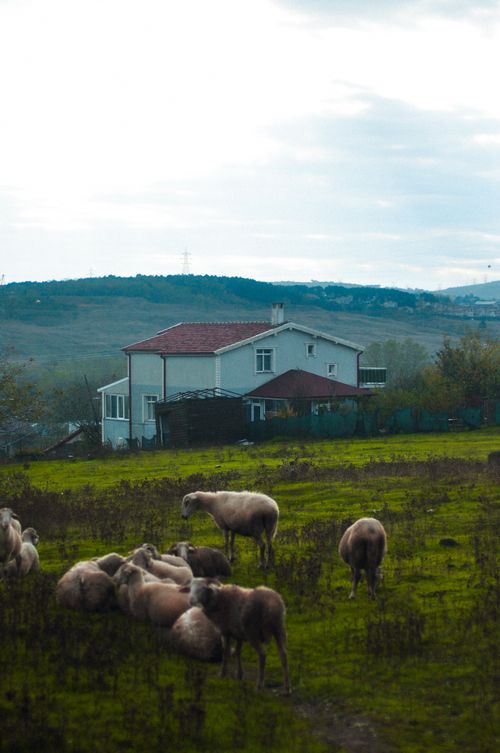 Free A serene rural landscape featuring a peaceful farmhouse surrounded by grazing sheep in a lush green field. Stock Photo