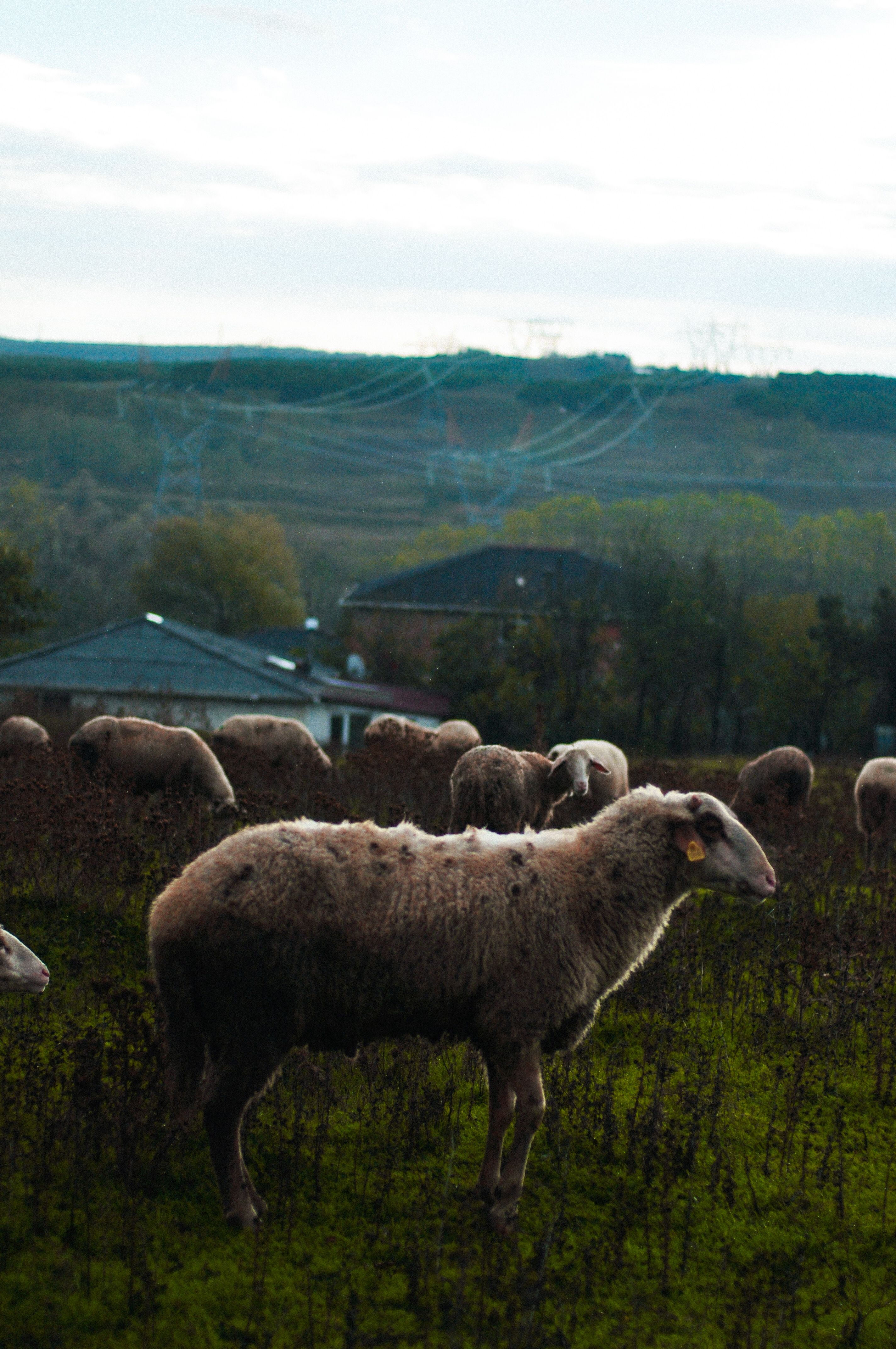 Sheep Grazing in Scenic Countryside Landscape · Free Stock Photo