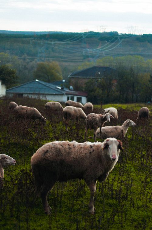 Free A peaceful scene of sheep grazing on a lush green pasture under a cloudy sky. Stock Photo