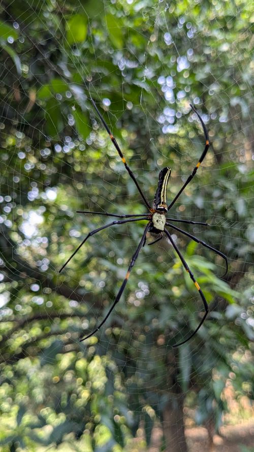 Free Detailed shot of a giant wood spider on its web in a forest setting. Stock Photo