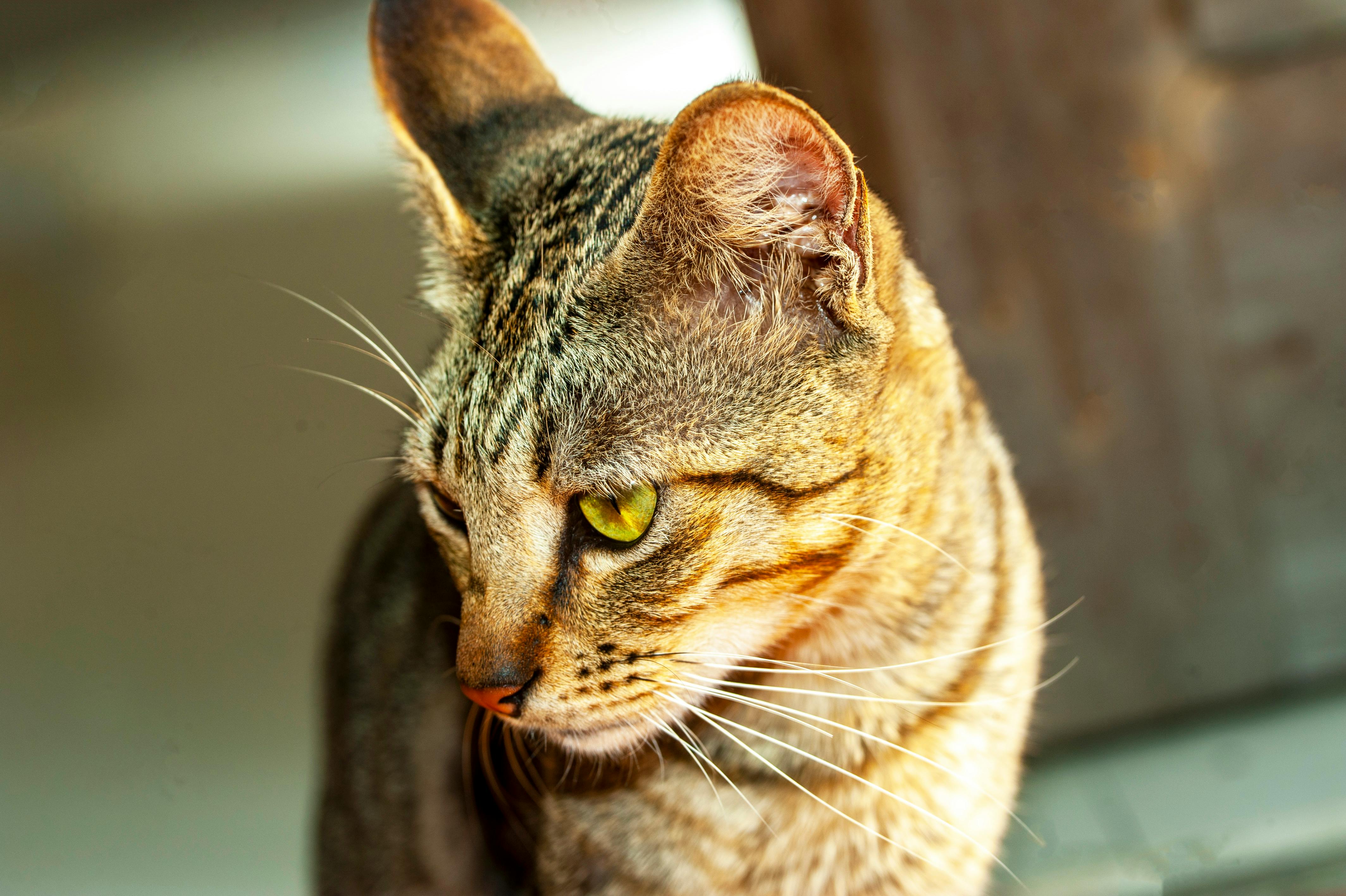 pet care pet health — Photo by Jb Moordiana on Pexels