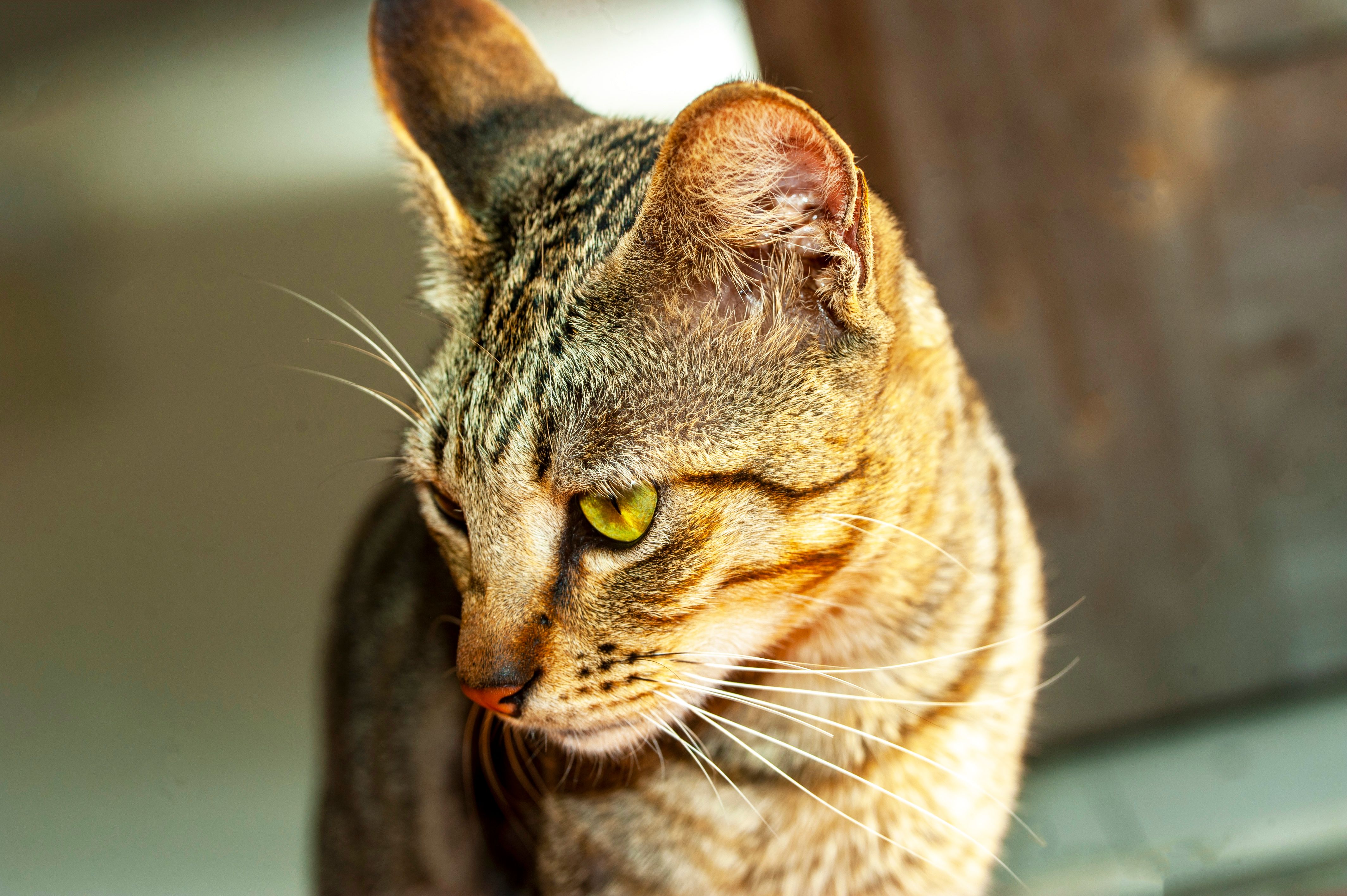 Close-Up of a Domestic Tabby Cat with Green Eyes · Free Stock Photo