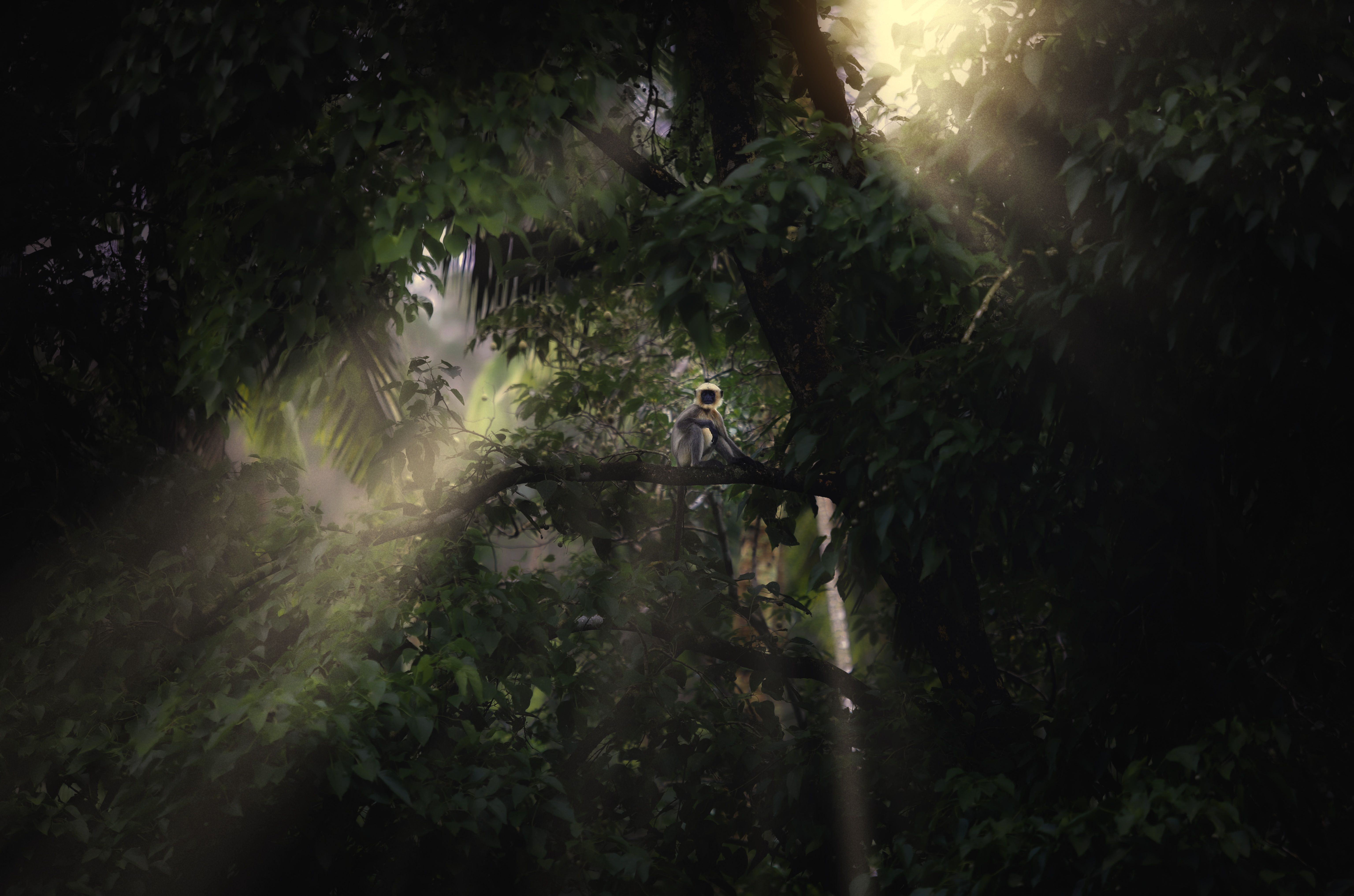 Majestic monkey in sunlit forest canopy, Sierra Leone