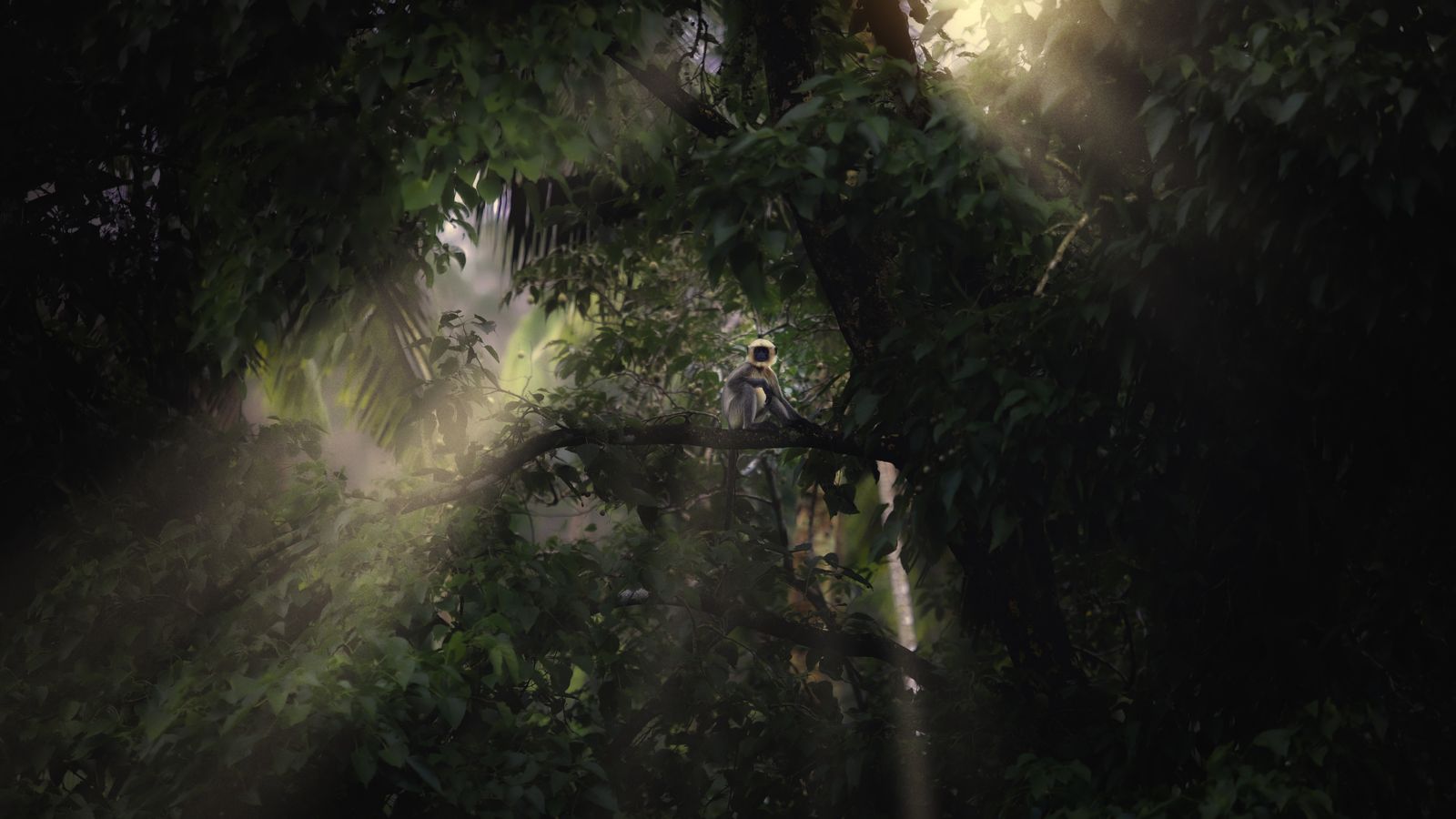 Majestic monkey in sunlit forest canopy, Sierra Leone