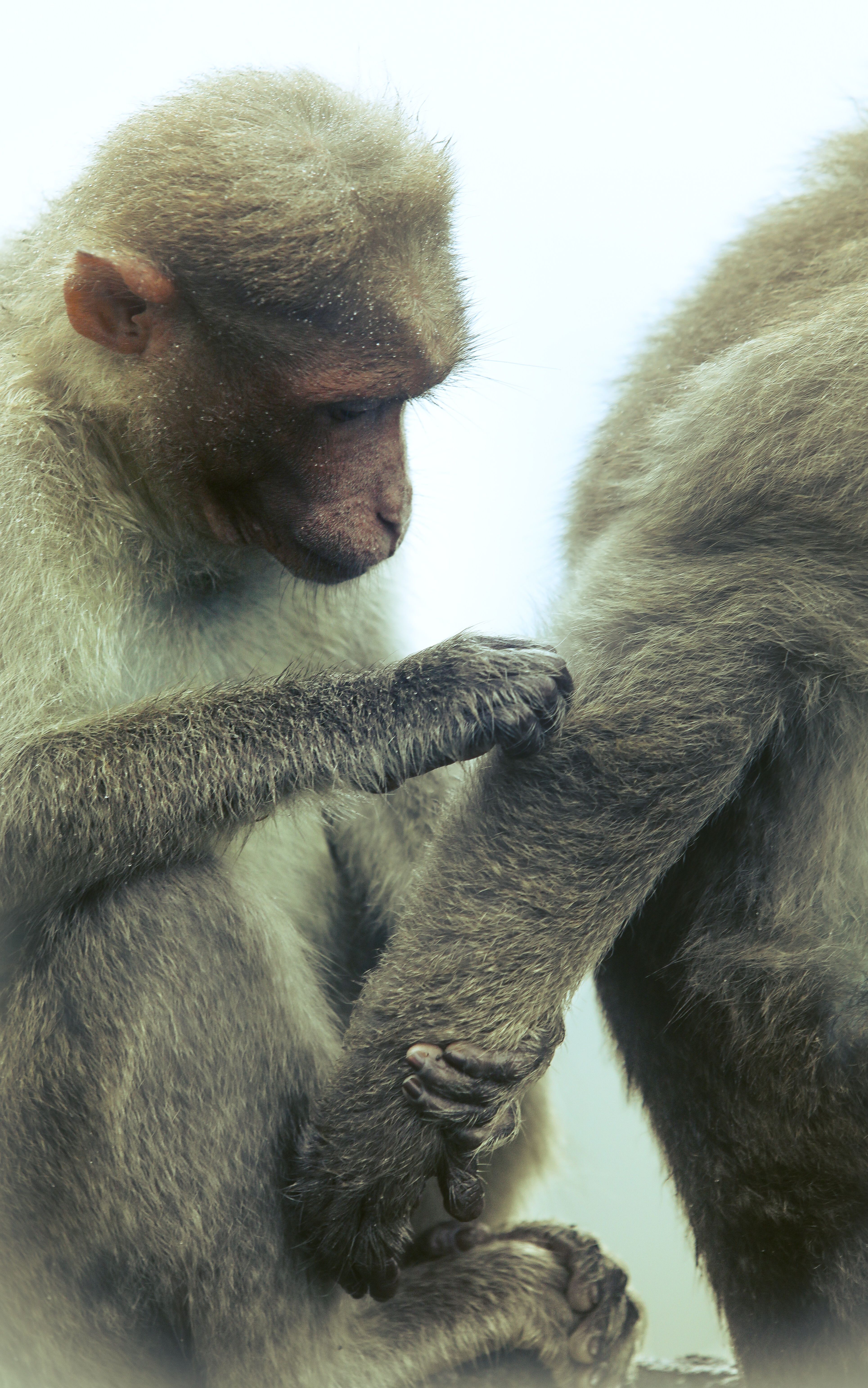 Close-Up of Macaque Grooming Behavior · Free Stock Photo