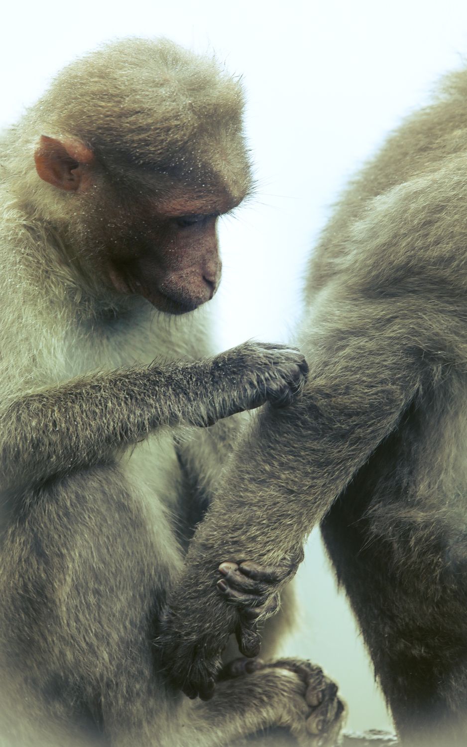 Close-Up of Macaque Grooming Behavior · Free Stock Photo