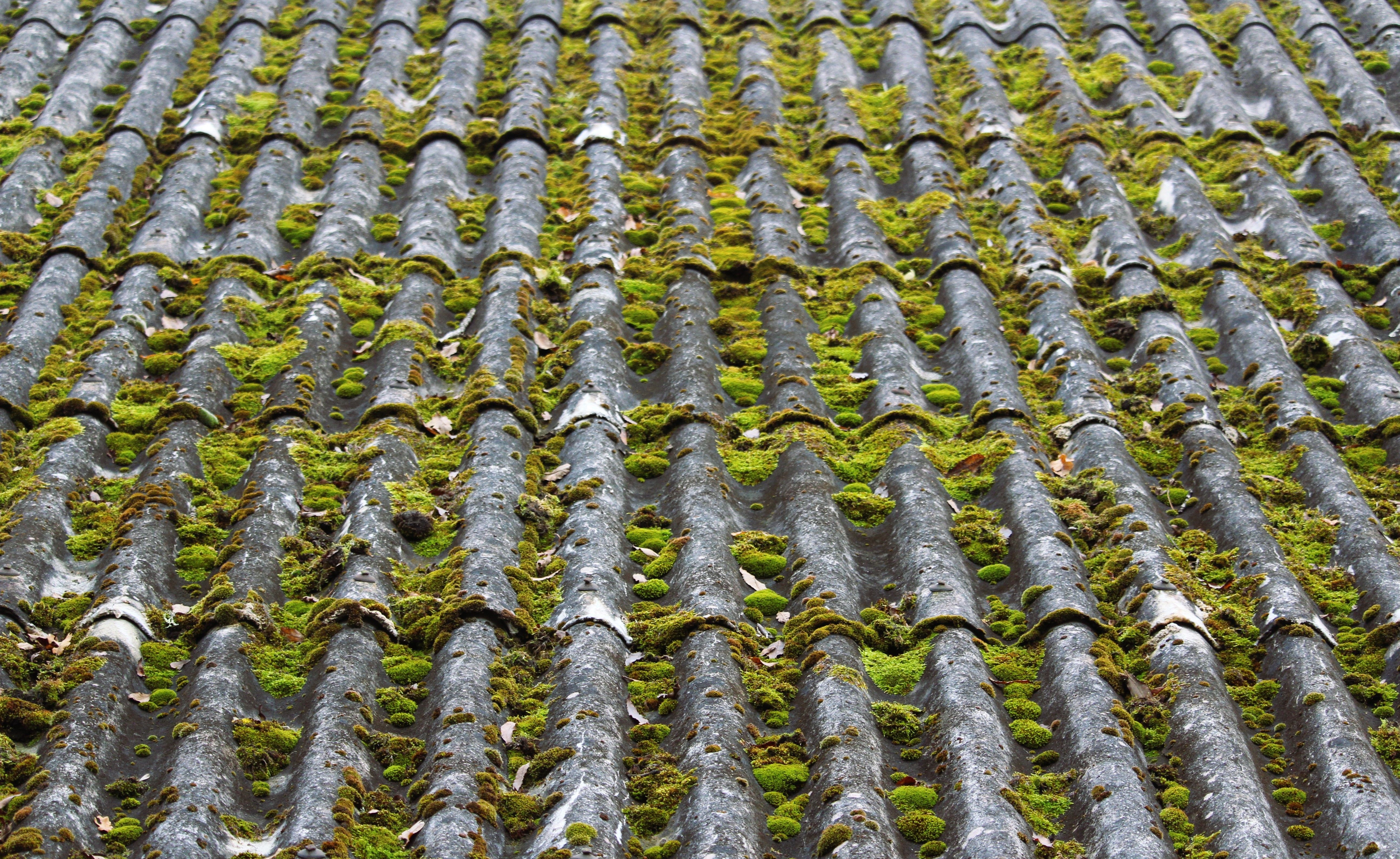Moss & Algae Removal - Image 4