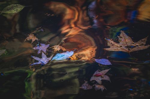 Free Artistic capture of autumn leaves floating on water, creating a colorful, abstract reflection. Stock Photo