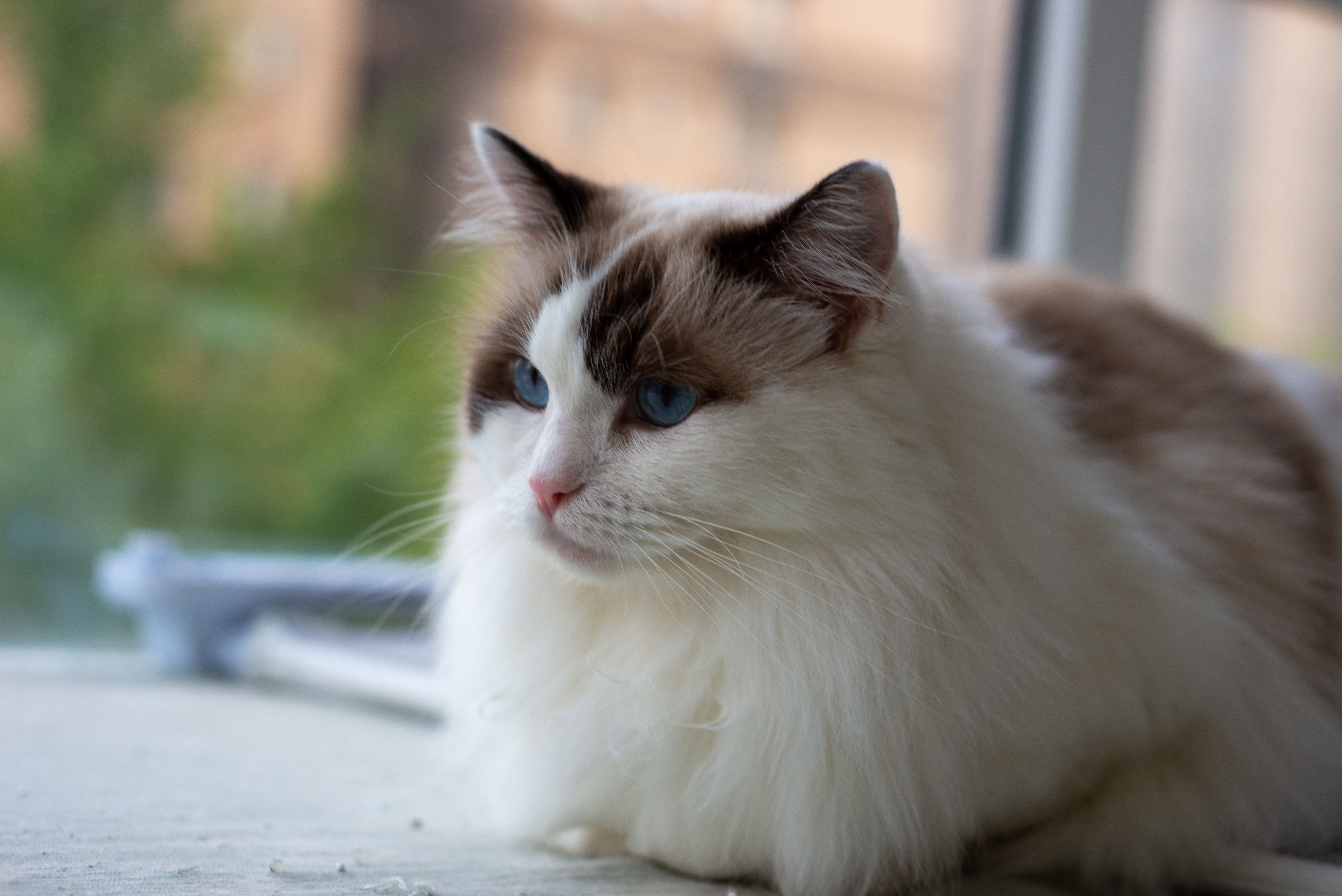 pet insurance veterinary costs — Photo by 大 董 on Pexels