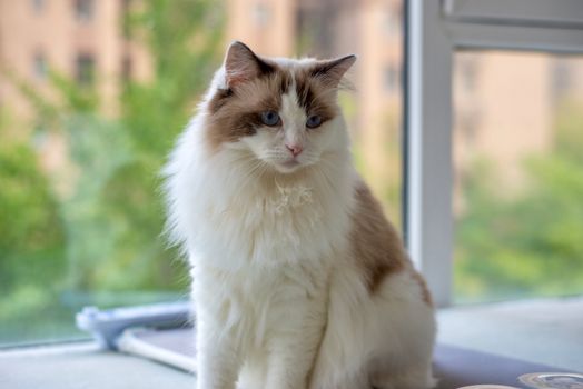 Factors Affecting Indoor Cat Lifespan