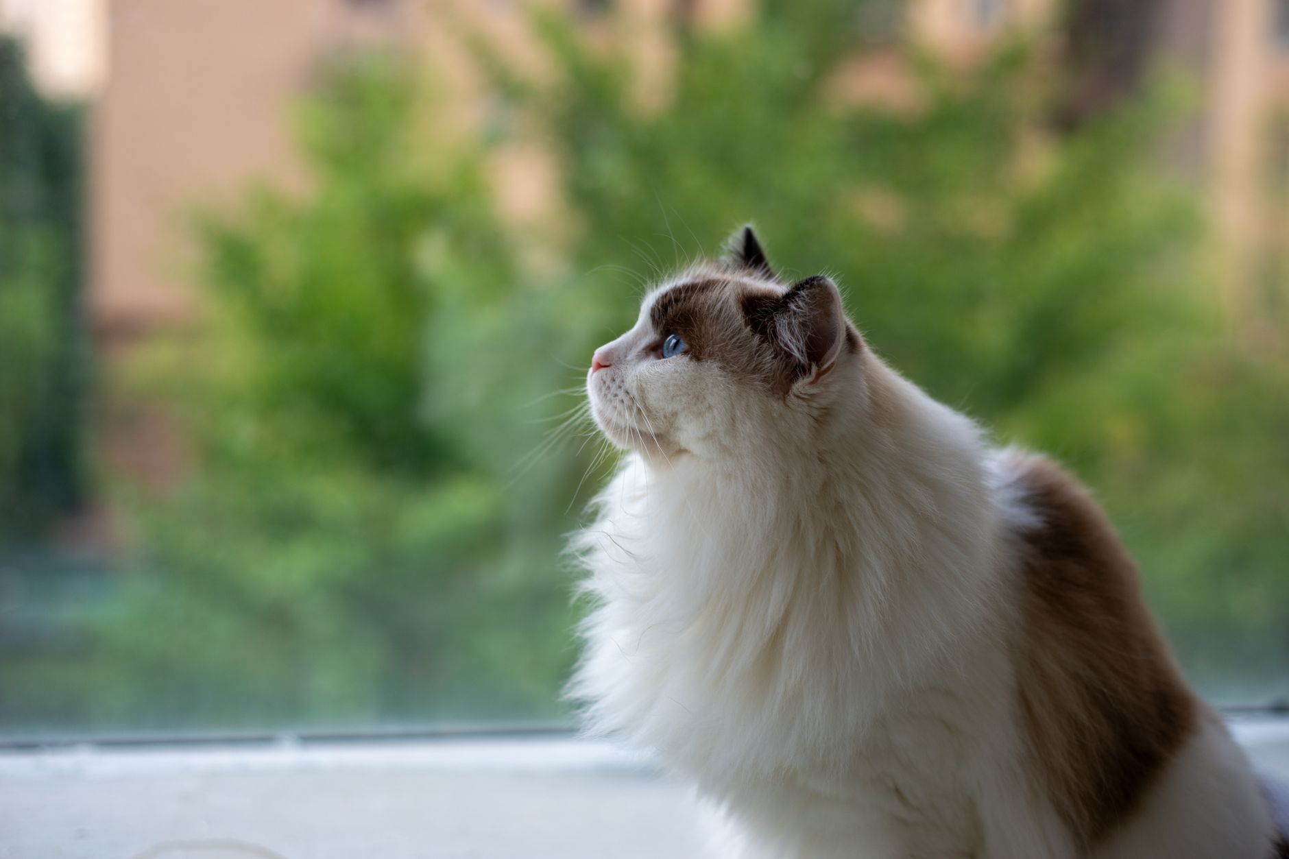 The 'Puppy Cat' Phenomenon: What It Means in Daily Practice
