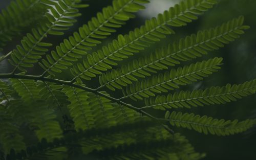 Free Detailed close-up of vibrant green fern leaves, showcasing natural beauty and symmetry in outdoor setting. Stock Photo