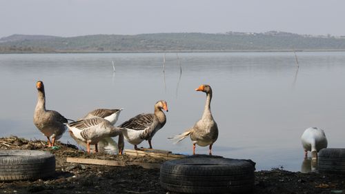Free A group of geese by a serene lake, surrounded by nature and tranquility. Stock Photo