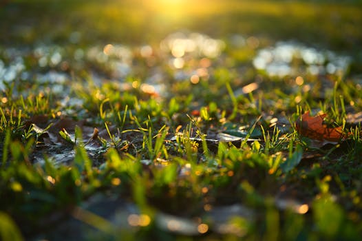Close-up of dewy grass in warm sunlight, capturing the essence of a fresh morning.