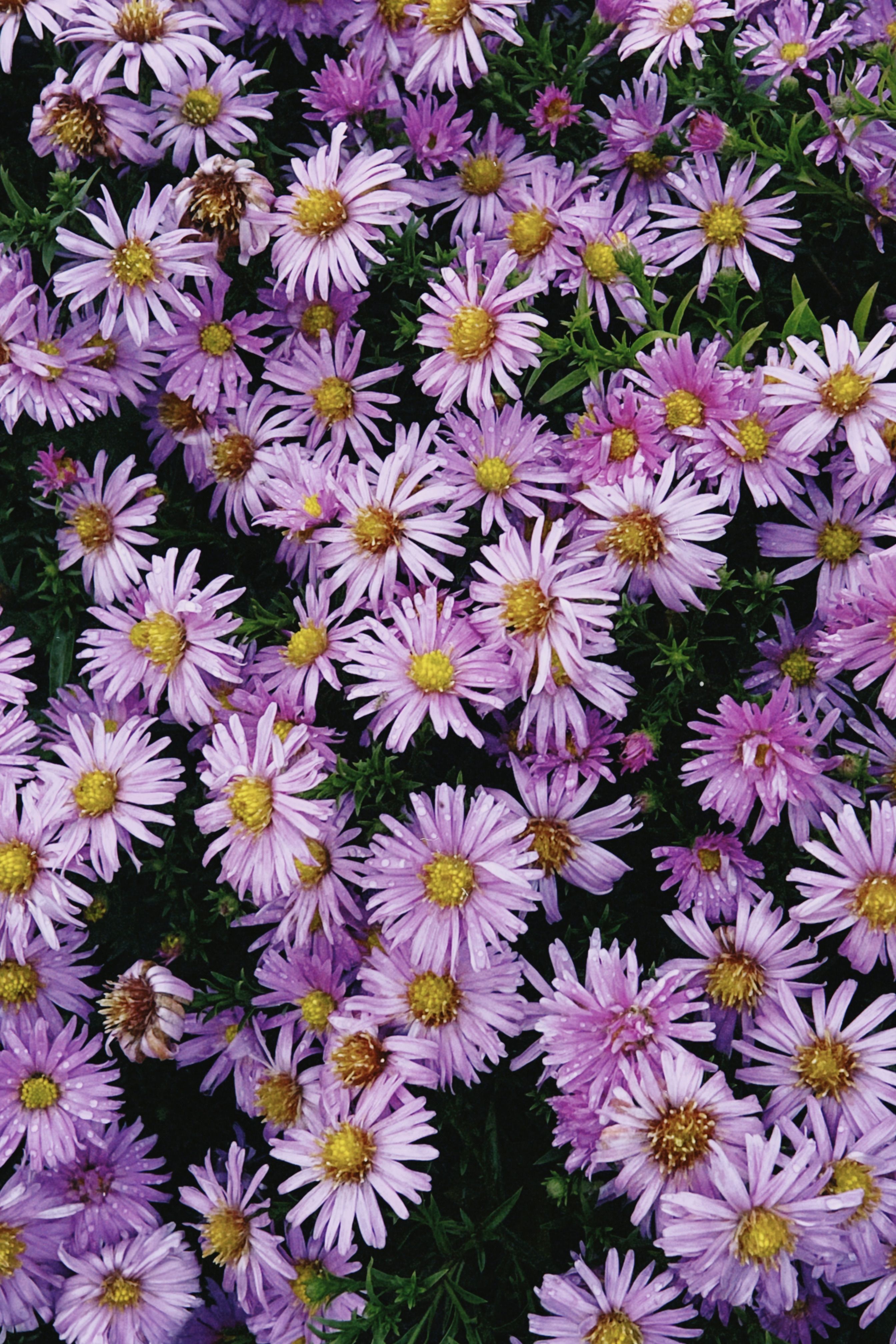 Vibrant Purple Aster Flowers in Full Bloom · Free Stock Photo