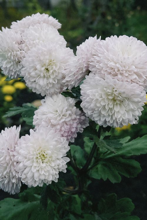 Free Vibrant white chrysanthemums blooming outdoors with lush green foliage. Stock Photo
