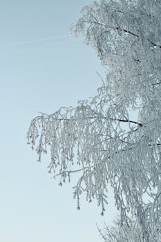 Snow-covered branches of a tree with a clear sky, capturing a serene winter scene.