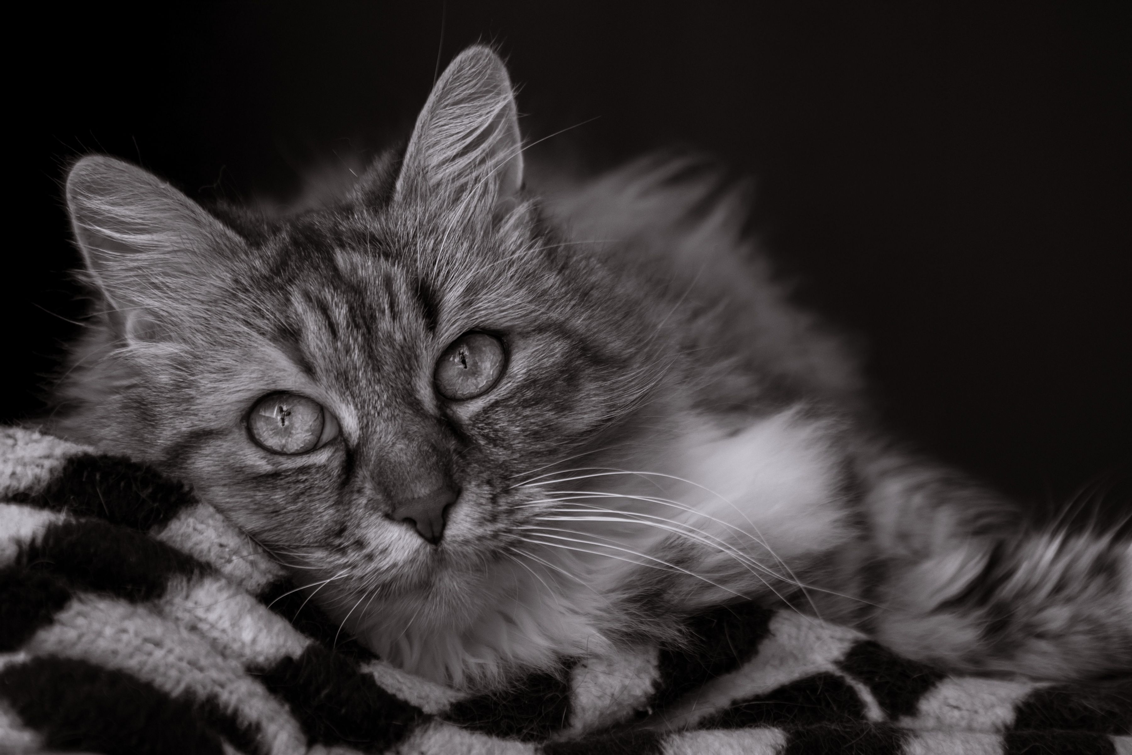 Veterinary care for a cat