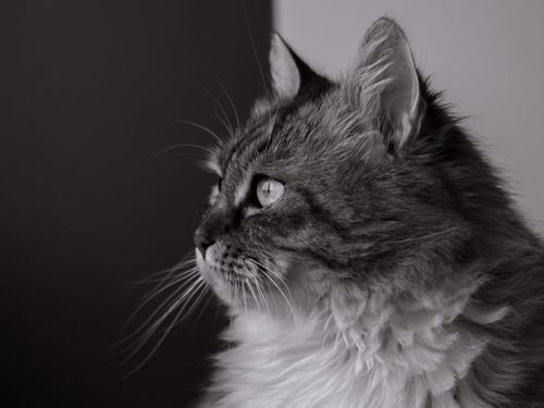 Free Elegant black and white portrait of a fluffy domestic cat, showcasing its penetrating gaze and soft fur. Stock Photo