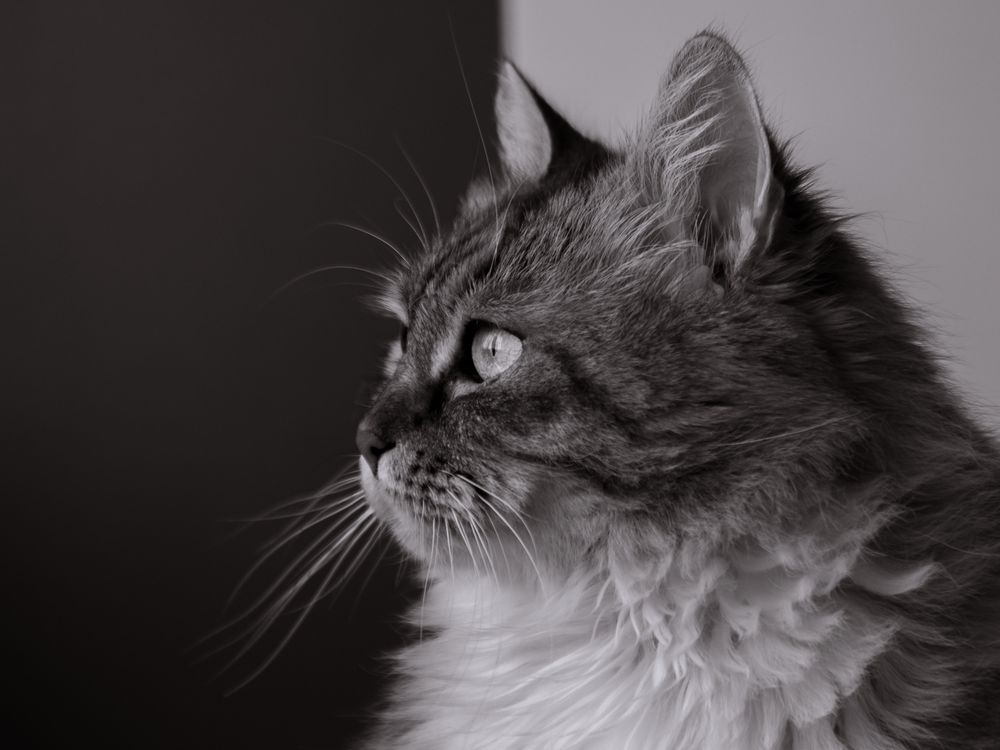 Black and White Portrait of a Fluffy Cat · Free Stock Photo