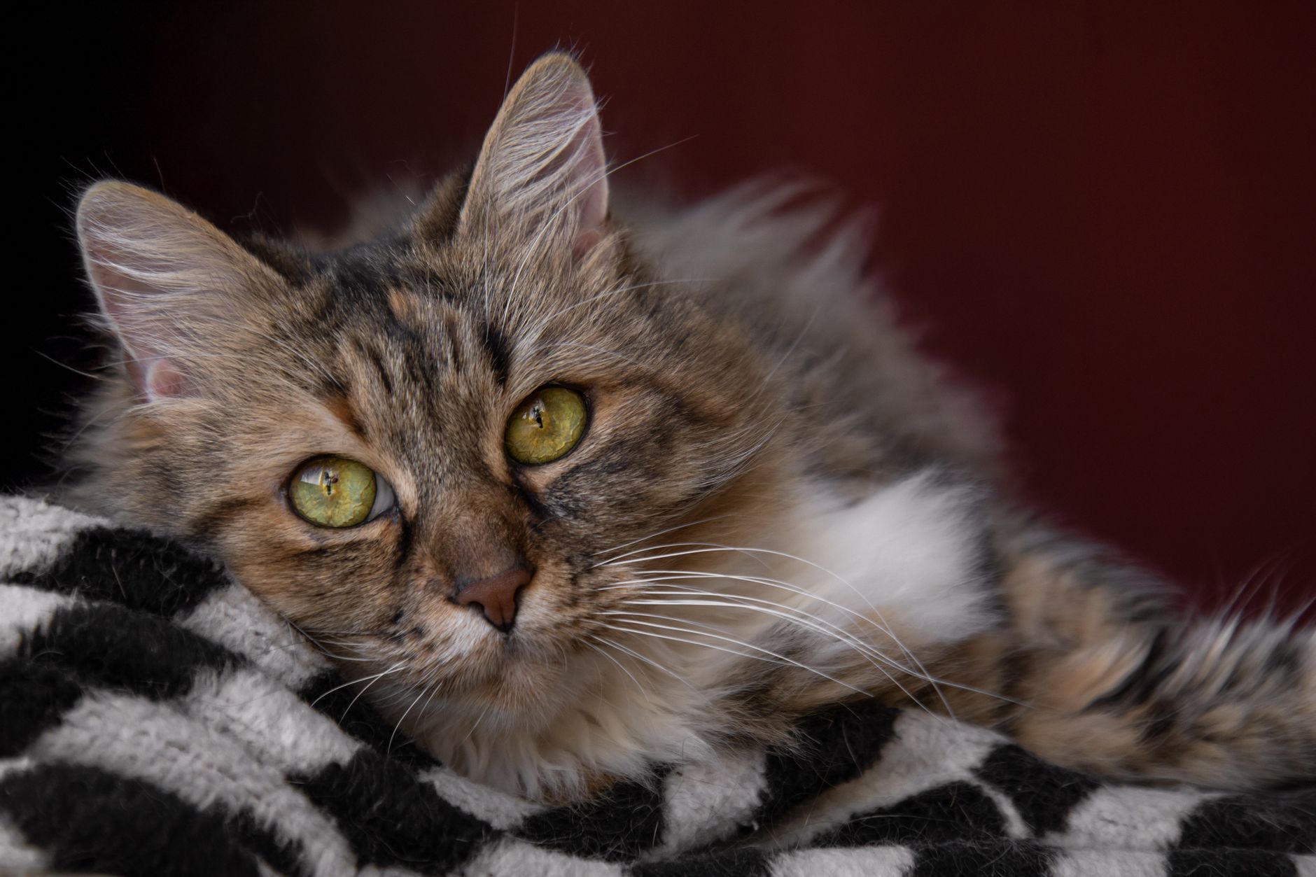 Veterinary care for a cat