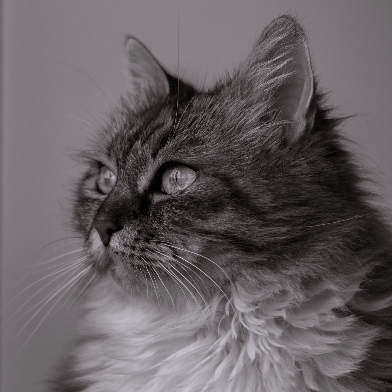 Close-Up Black and White Cat Portrait · Free Stock Photo