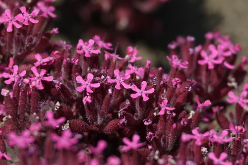 Free Close-up of striking pink wildflowers blooming in Yozgat, Türkiye. Stock Photo