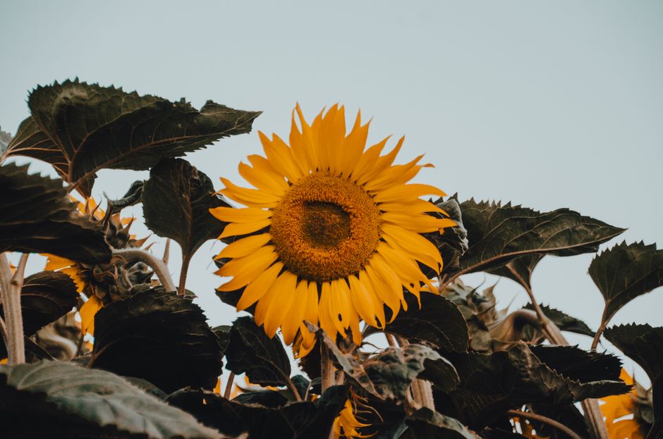 Tournesol