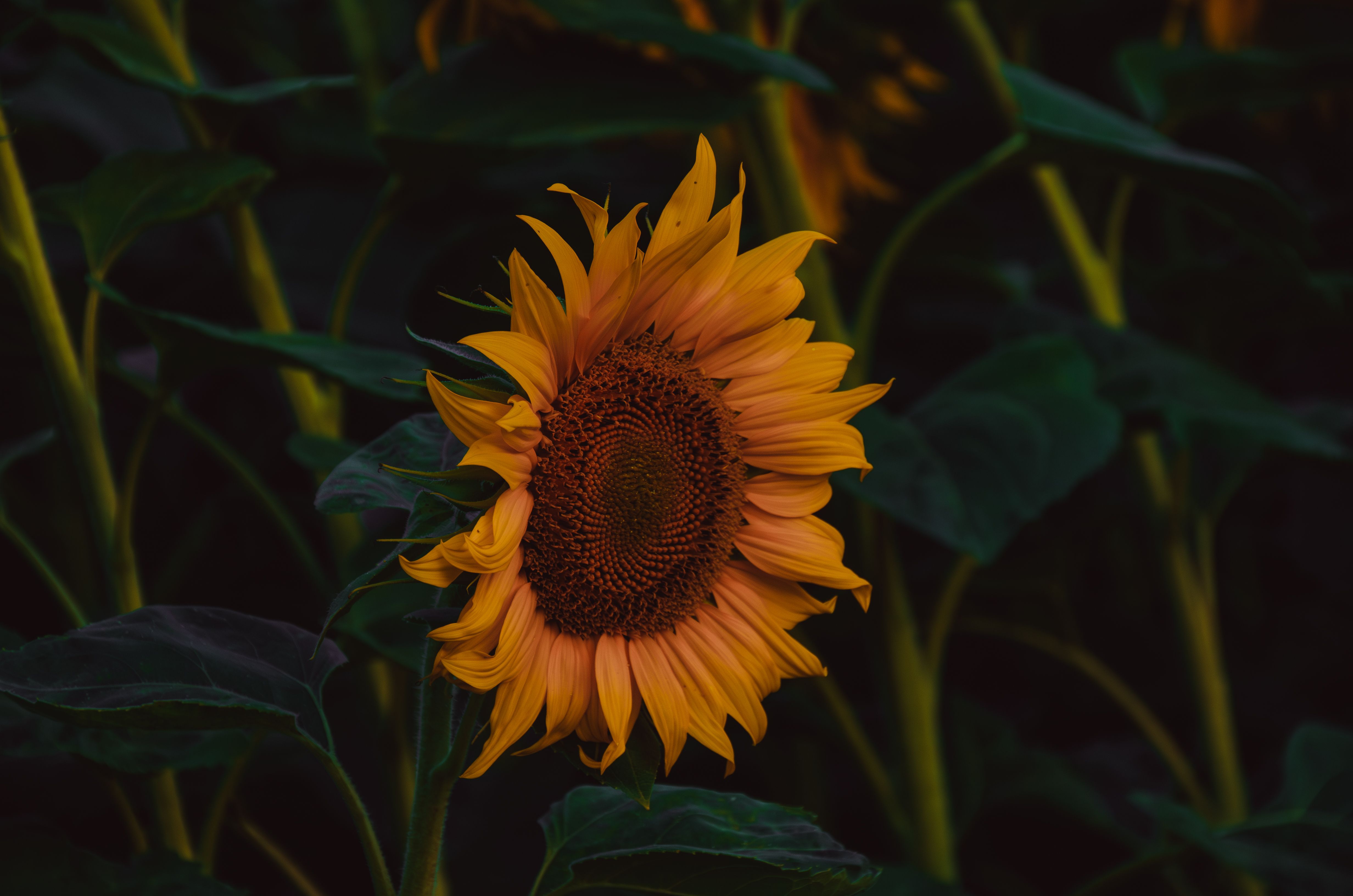 Vibrant sunflower in bloom amidst lush green foliage, showcasing nature's beauty.