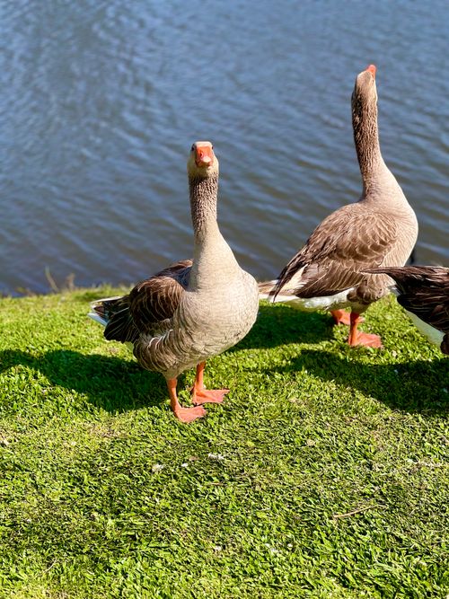 Free Two geese standing on green grass by a serene lake under bright sunlight. Stock Photo