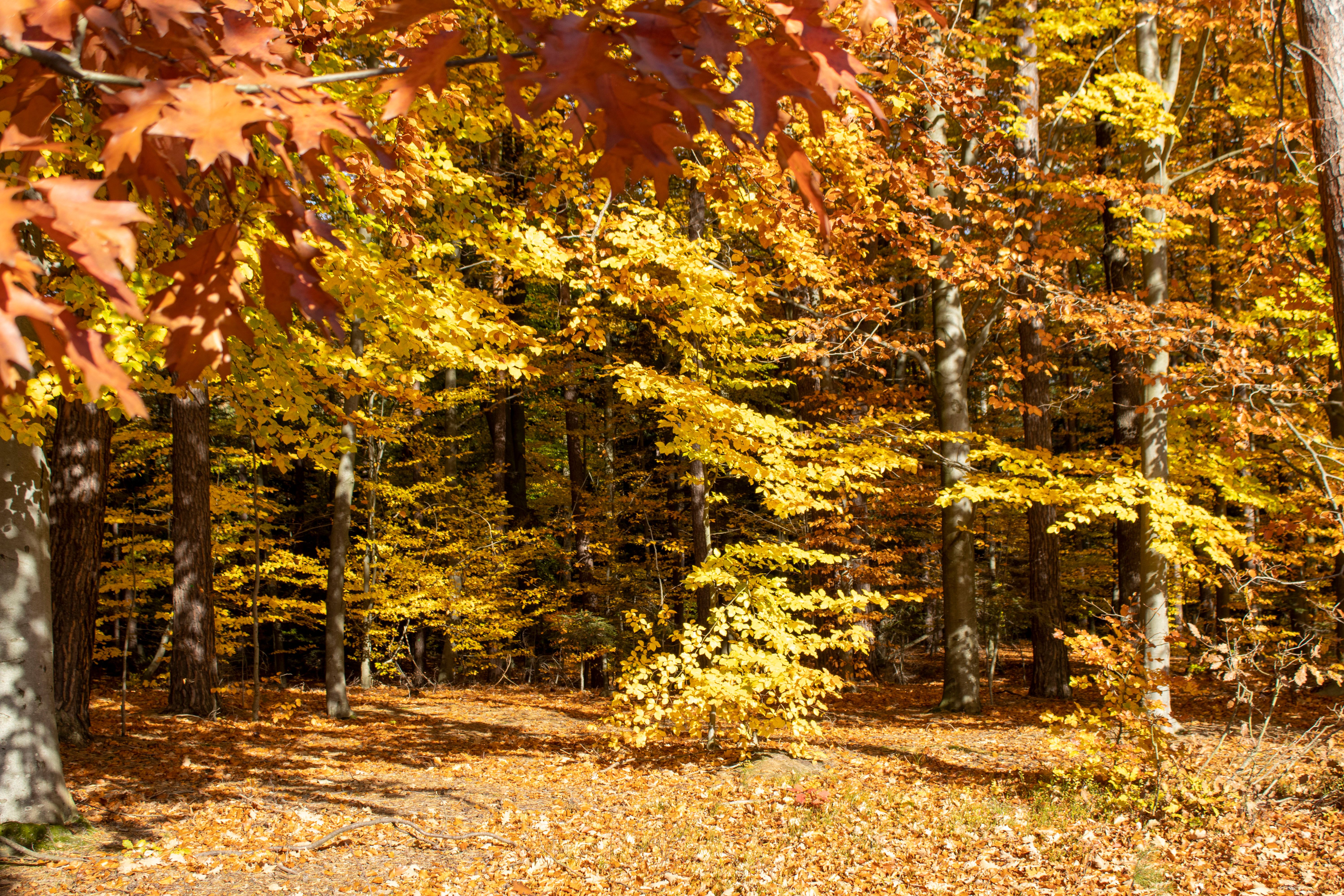 Vibrant Autumn Forest with Golden Leaves · Free Stock Photo