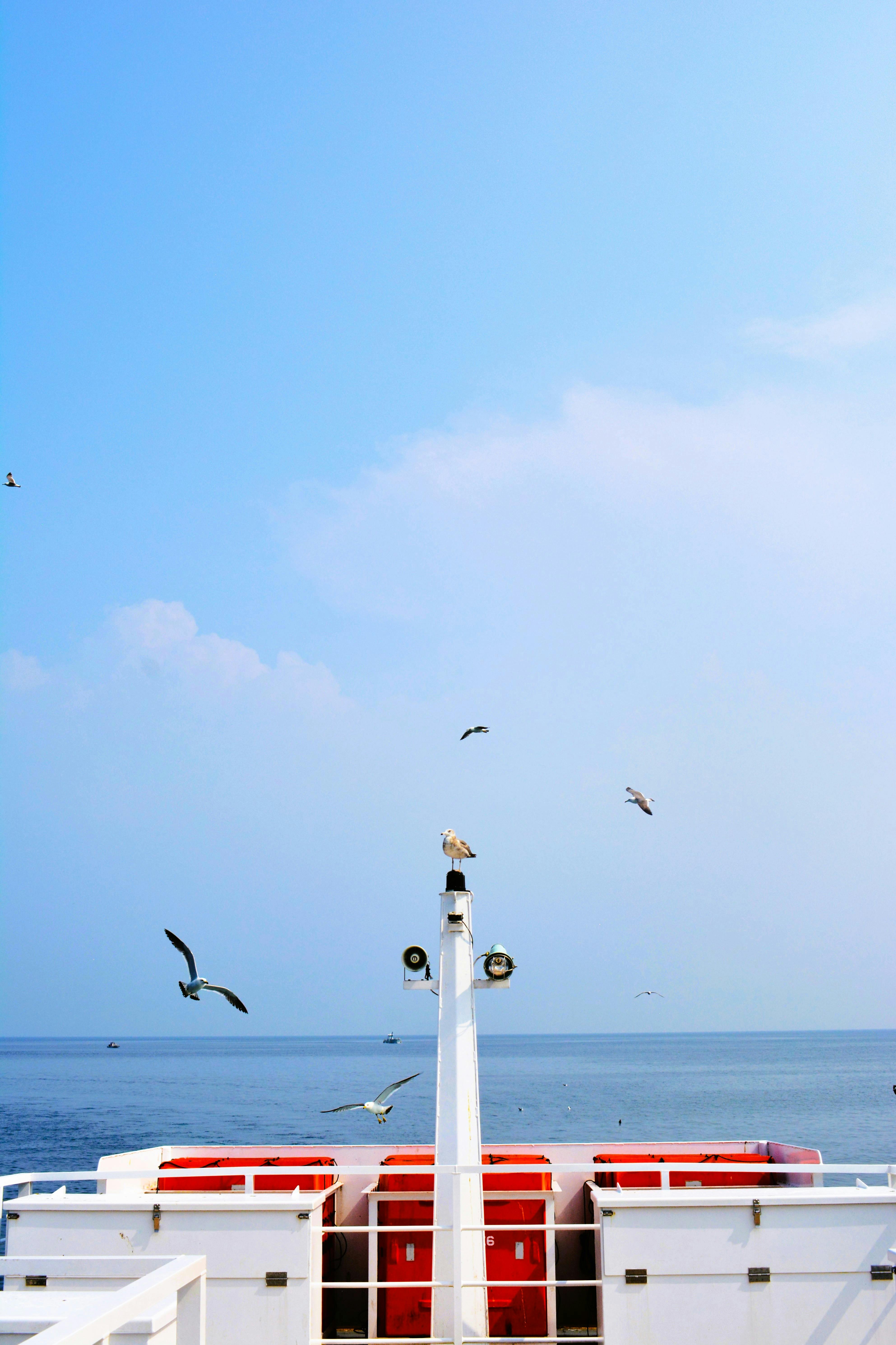 無料 クルーズ, シースケープ, スカイラインの無料の写真素材 写真素材