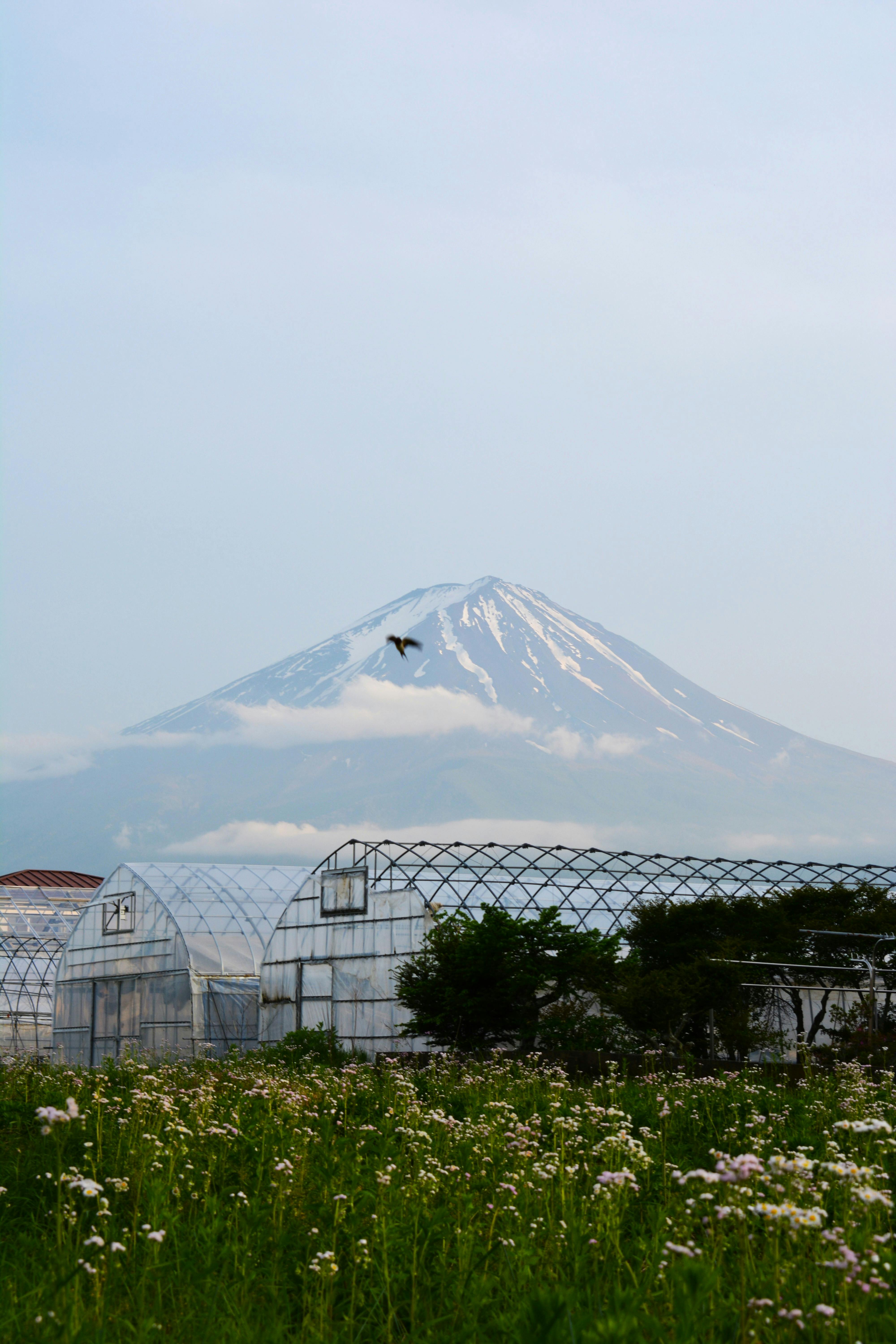 gratis Kassen met de berg Fuji op de achtergrond, een prachtig voorbeeld van de serene natuur. Stockfoto