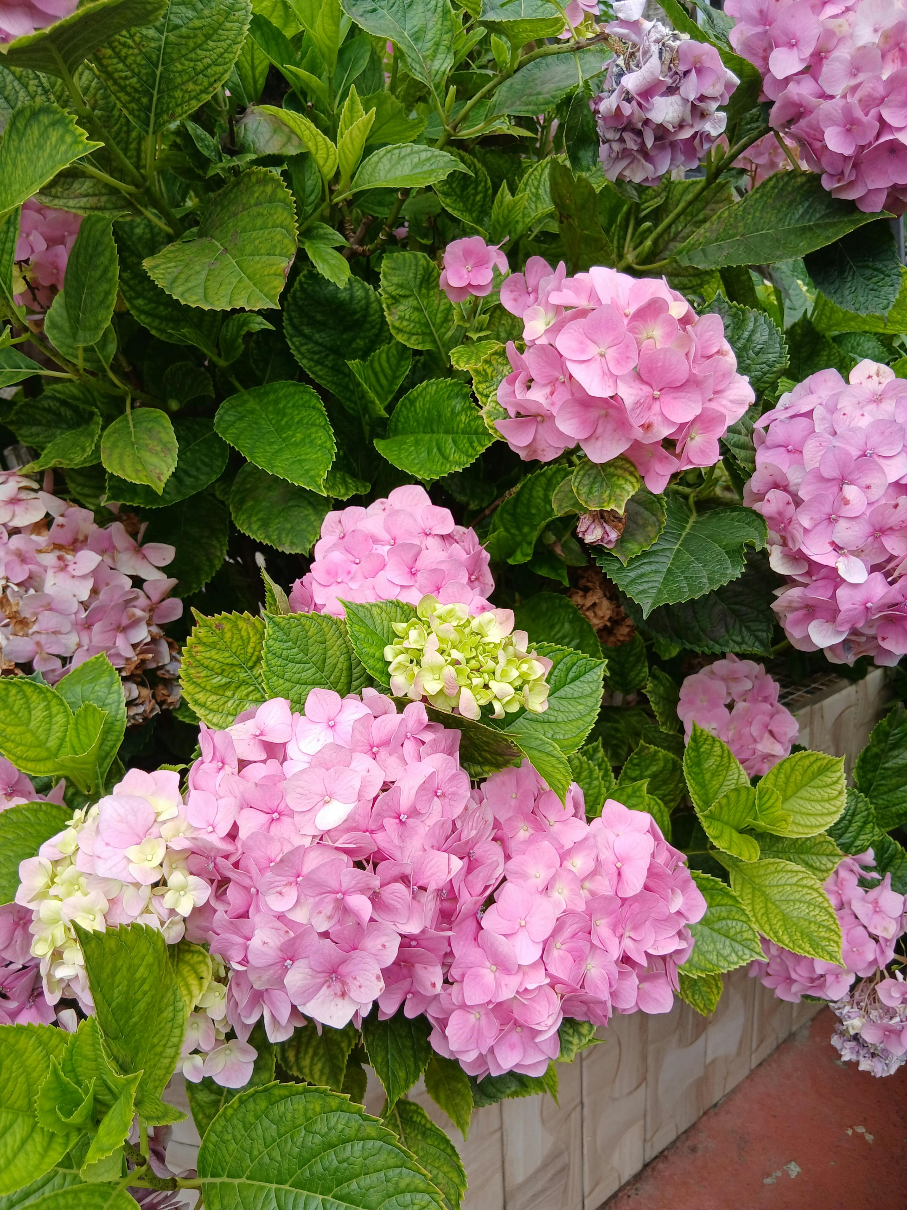[ColoSach]-beautiful-pink-hydrangea-flowers-in-full-bloom-with-lush-green-leaves.