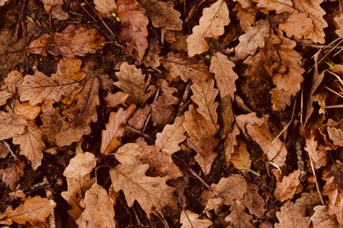Free Close-up of brown oak leaves covering the forest floor, evoking a fall atmosphere. Stock Photo
