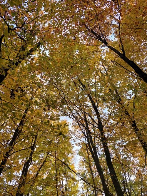 Free Captivating canopy view of autumn trees with golden foliage against a clear sky. Stock Photo