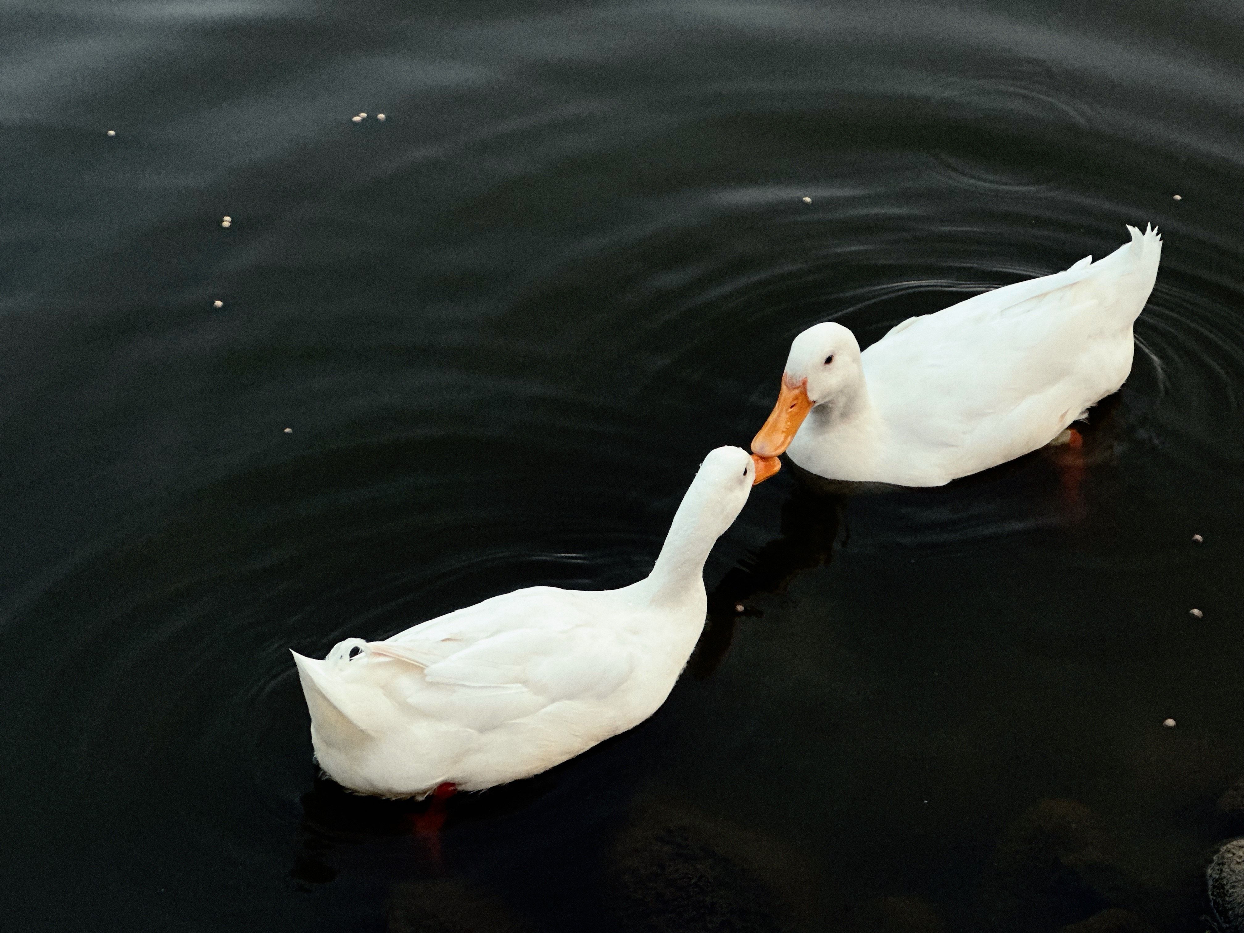 Patos