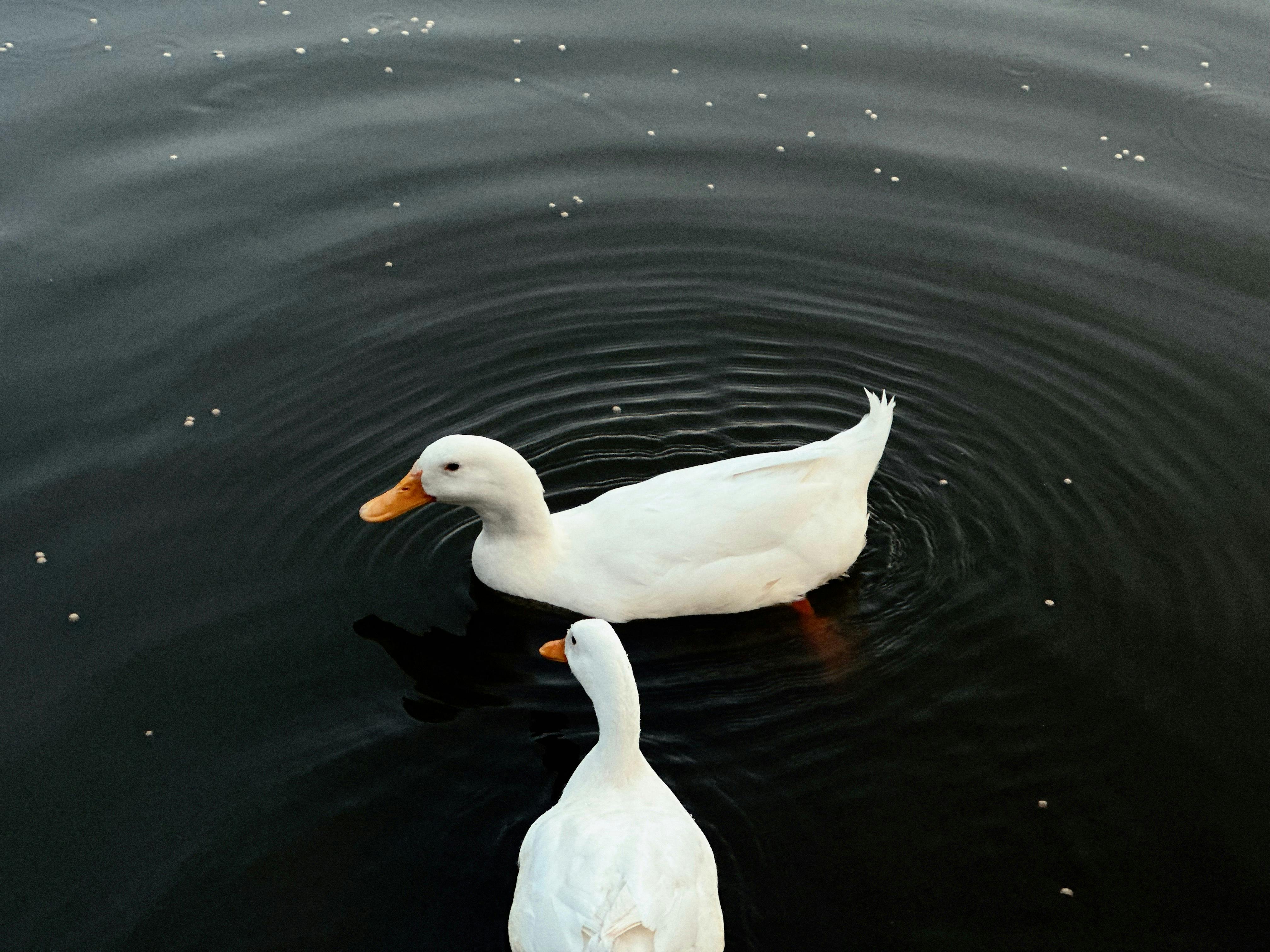 Serene image of two white ducks gliding on a calm, dark lake.