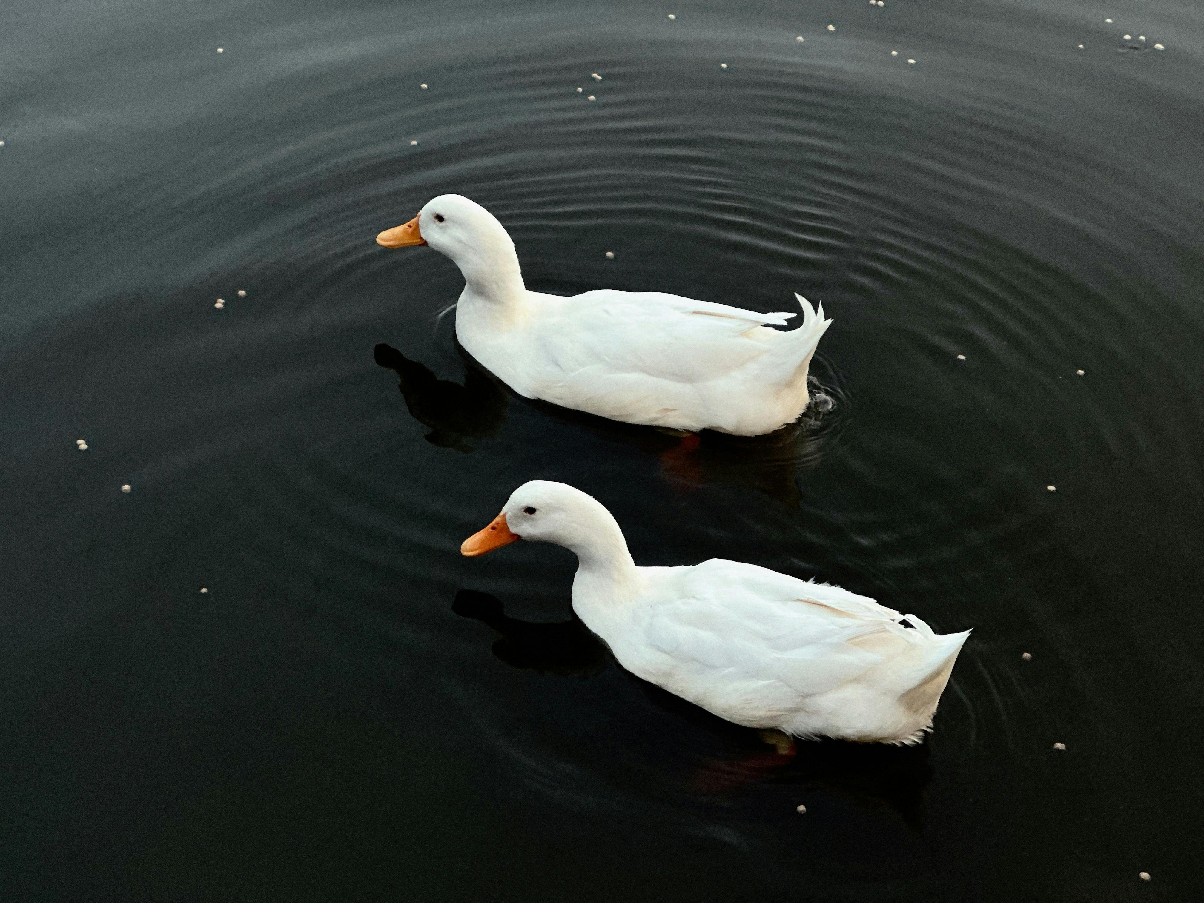 Duck Creek Launches Agentic Product Configurator to Accelerate Insurance Policy Product Implementation By 50% — Photo by Core