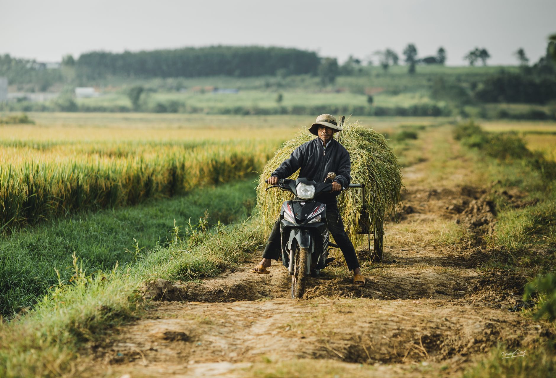 A Vietnamese farmer rides a motorcycle carrying hay through rural fields in Kon Tum, Vietnam.