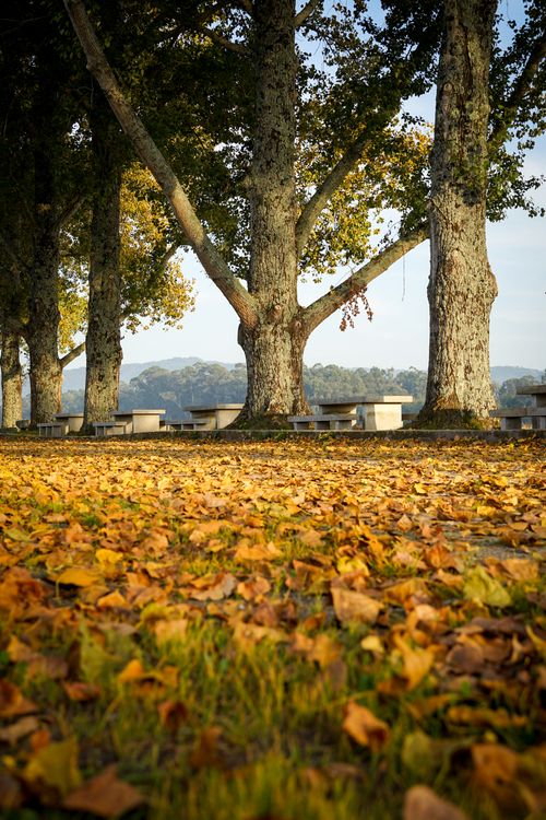 Free Tranquil autumn park scene with fallen leaves, trees, and benches. Stock Photo