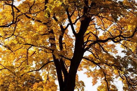A vibrant autumn scene of a maple tree with golden leaves in Bauska, Latvia.