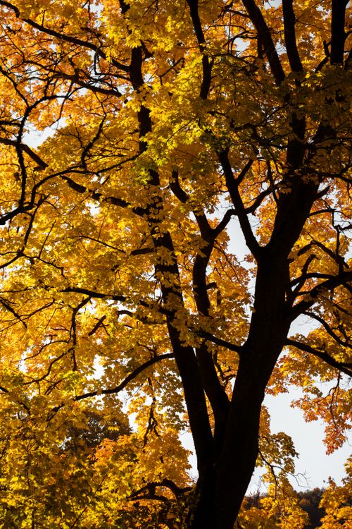 Free Vibrant autumn leaves on a tree in Bauska, Latvia, showcasing nature's seasonal beauty. Stock Photo
