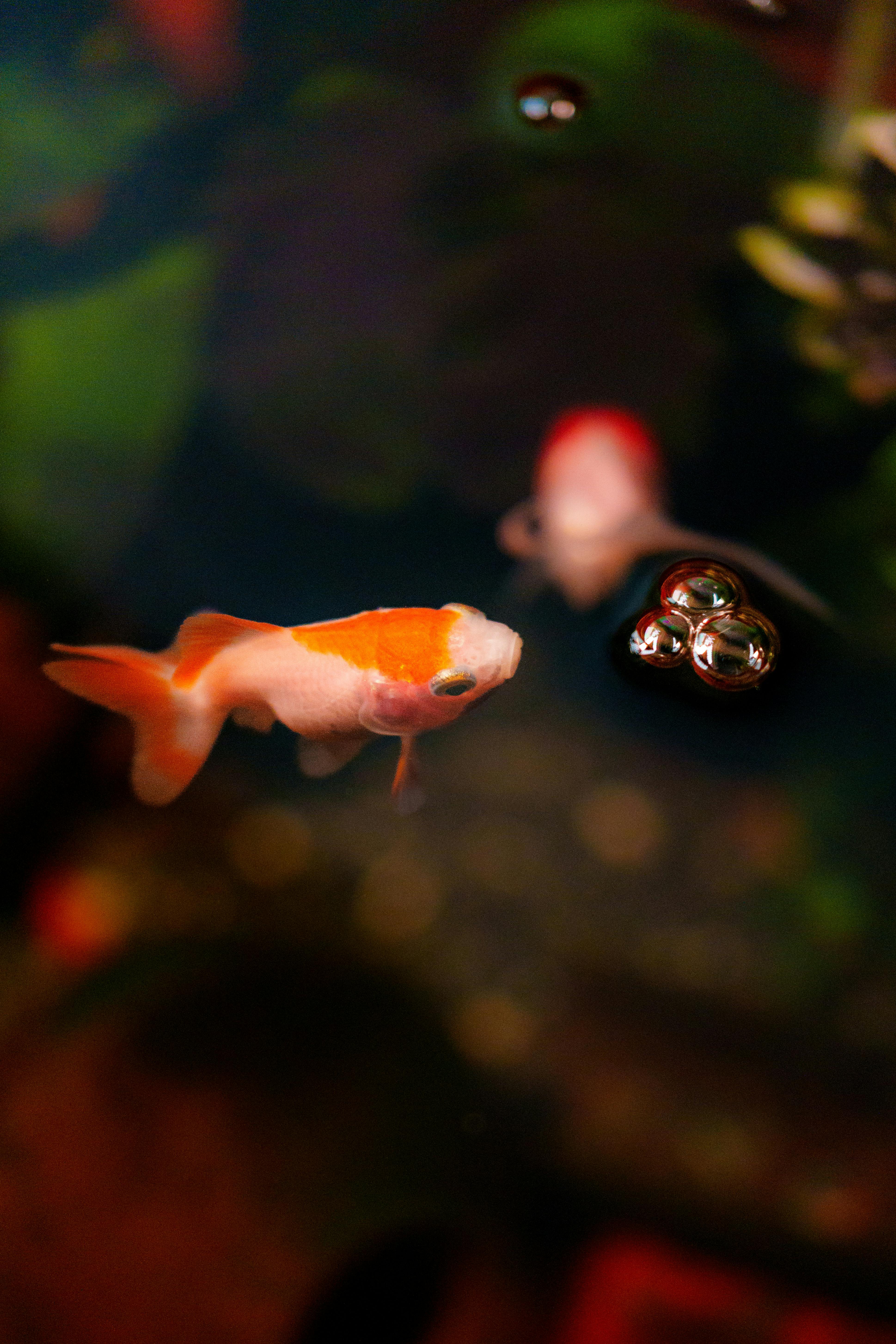 A vibrant goldfish gracefully swimming in a colorful aquarium setting.